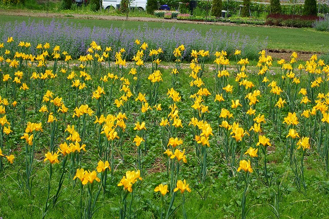 お気軽立ち寄り – 花の都公園 №3