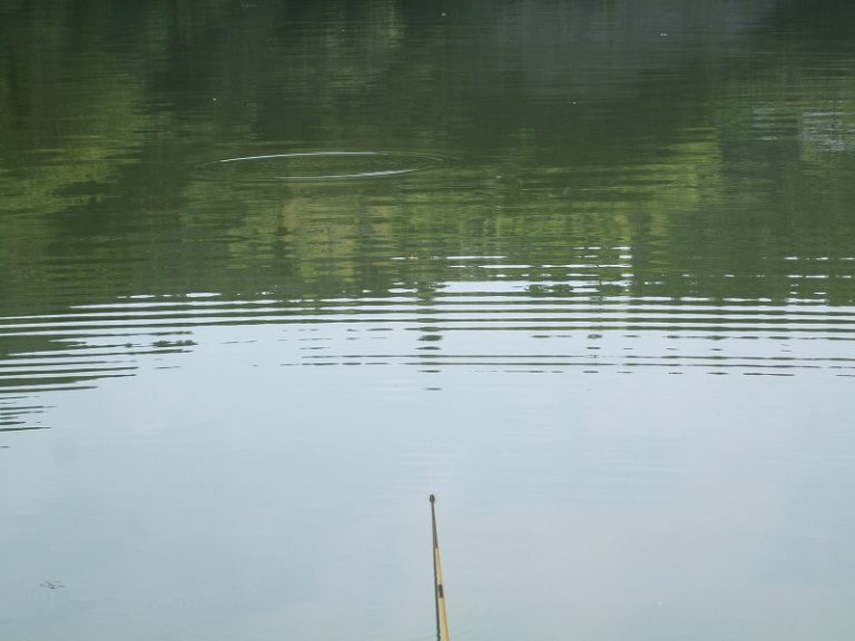 浮きの側でモジリが …