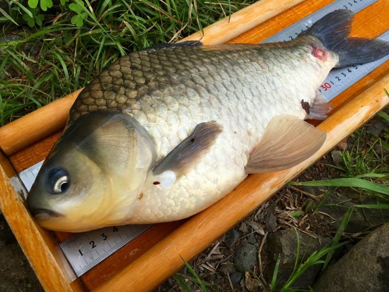へら鮒って釣り場によりルートが異なる No.3