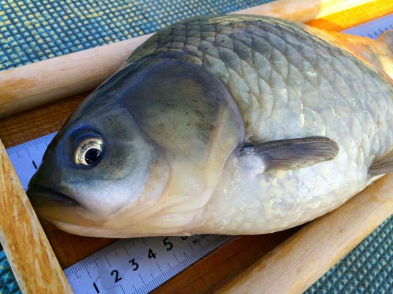 へら鮒って釣り場によりルートが異なる No.2